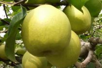 砀山“区块链+农业” 推动产业“提档升级”